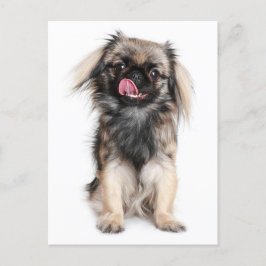 Bläckkort för peppin-Hund i Pekingese Vykort
