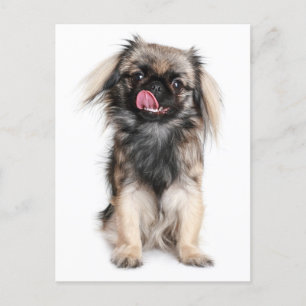Bläckkort för peppin-Hund i Pekingese Vykort