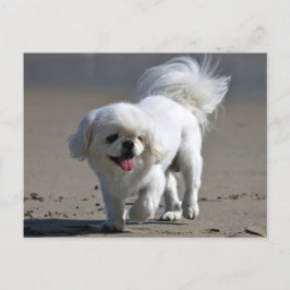 Bläckkort för peppin-Hund i Pekingese Vykort
