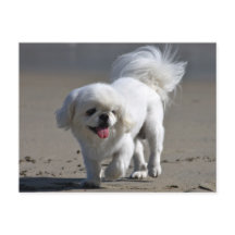 Bläckkort för peppin-Hund i Pekingese