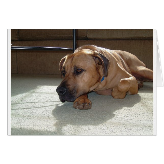blackmouth cur dräktig hälsningskort (Framsidan Horizontal)