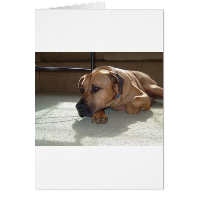 blackmouth cur dräktig hälsningskort (Framsidan)