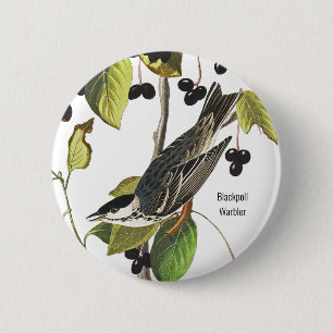 Blackpoll Warbler, Audubon, Birder Stil för Bära Knapp