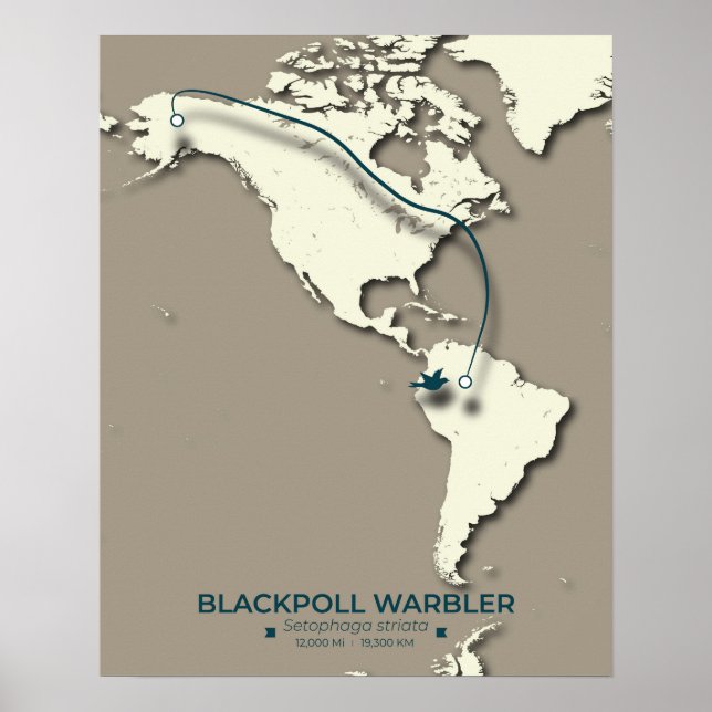 Blackpoll Warbler Migration Karta - Minimalist - M Poster (Framsidan)