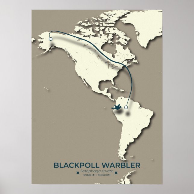 Blackpoll Warbler Migration Karta - Minimalist - M Poster (Framsidan)