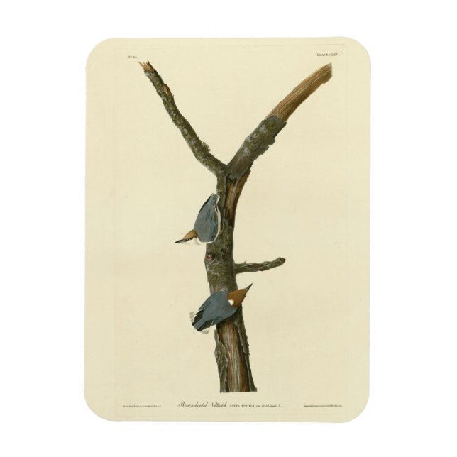 Bläckskallig nuthatch - Audubon's Birds of America Magnet (Vertikal)