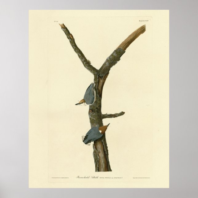 Bläckskallig nuthatch - Audubon's Birds of America Poster (Framsidan)