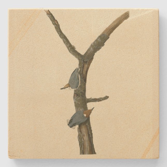 Bläckskallig nuthatch - Audubon's Birds of America Stenunderlägg (Framsidan)