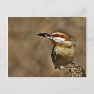 Bläckskallig nuthatch vykort
