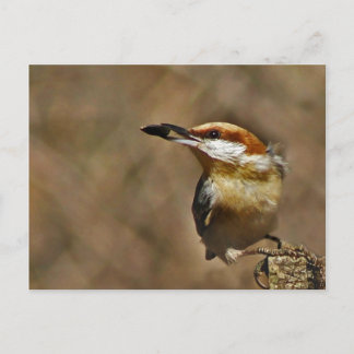 Bläckskallig nuthatch vykort