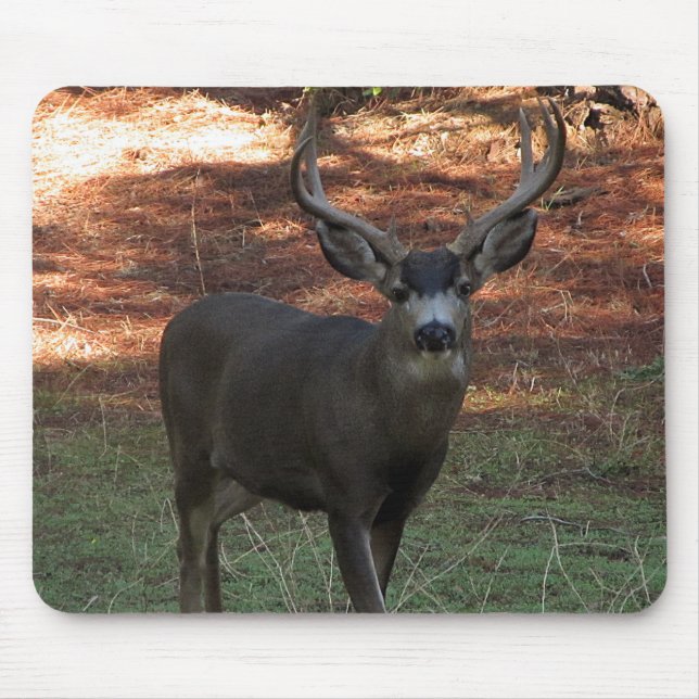 Blacktail Buck Mousepad Musmatta (Framsidan)