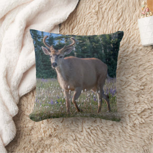 Blacktail Hjort Buck Nationalpark i Olympiska sp Kudde