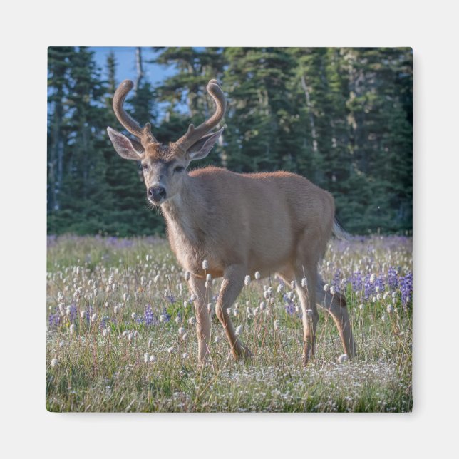 Blacktail Hjort Buck | Nationalpark i Olympiska sp Magnet (Framsidan)