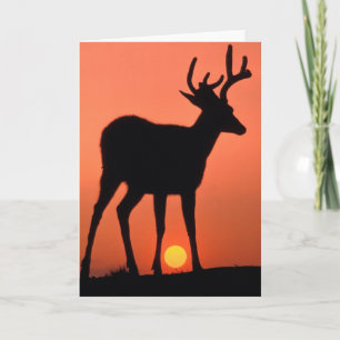 Blacktail or Mule Deer Olympic National Park Kort