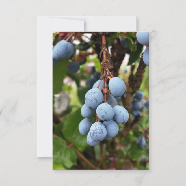 Blackthorn-frukt (Framsida)