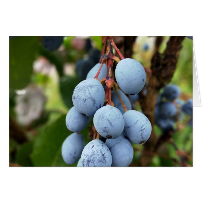 Blackthorn-frukt Hälsningskort (Framsidan Horizontal)