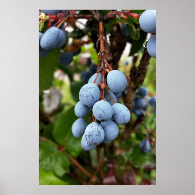 Blackthorn-frukt Poster (Framsidan)