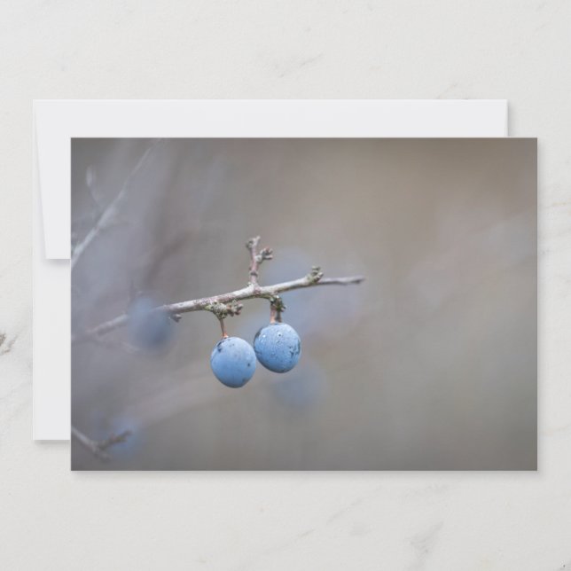 Blackthorn Nature-fotokort (Framsida)