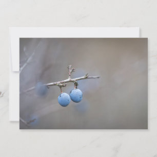 Blackthorn Nature-fotokort