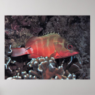 Blacktip-grupperaren Poster
