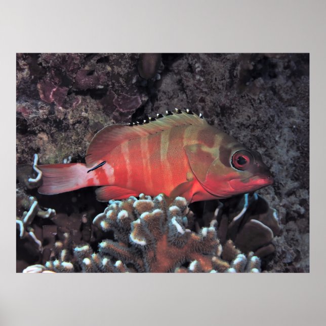 Blacktip-grupperaren Poster (Framsidan)