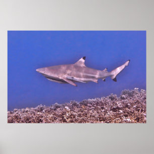 Blacktip Reef Shark på Reef Poster