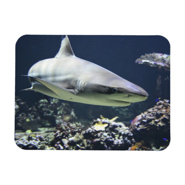 Blacktip Shark Swimming i Coral Magnet (Horisontell)