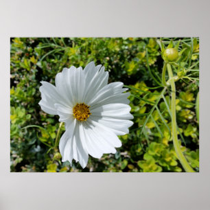 bläckvit blomma poster