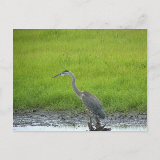 Blackwater National Wildlife Refuge Vykort (Framsida)