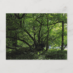 Blackweir Skogen, Bute Park, Cardiff Wales Postcar Vykort