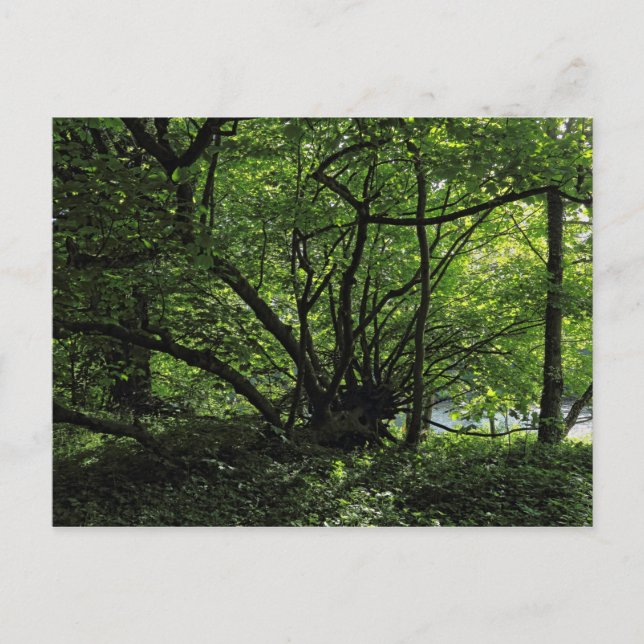 Blackweir Skogen, Bute Park, Cardiff Wales Postcar Vykort (Framsida)