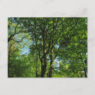 Blackweir Skogen, Bute Park, Cardiff Wales Postcar Vykort