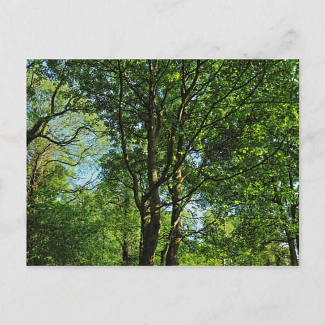 Blackweir Skogen, Bute Park, Cardiff Wales Postcar Vykort (Framsida)