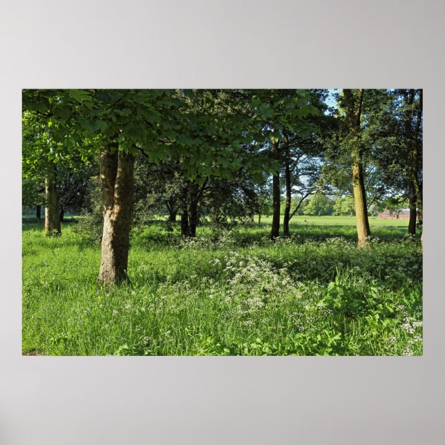 Blackweir Skogen, Bute Park, Cardiff Wales Poster (Framsidan)