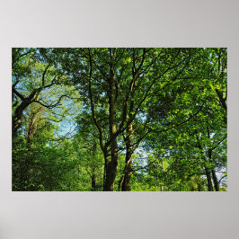 Blackweir Skogen, Bute Park, Cardiff Wales Poster