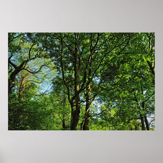 Blackweir Skogen, Bute Park, Cardiff Wales Poster (Framsidan)