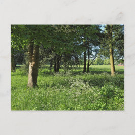 Blackweir Skogen, Bute Park, Cardiff Wales Vykort