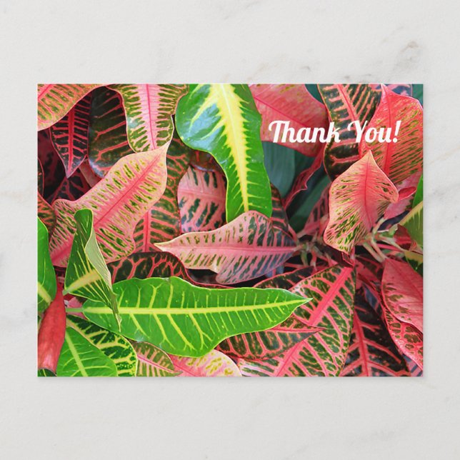 Blad 3253 Tacksamt vykort (Framsida)