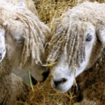 BLAD CANVASTRYCK<br><div class="desc">Två vackra Cotswold-får fångade fotografiskt i ett roligt och humoristiskt ögonblick och pratade med varandra. Cotswold-får kommer från Cotsweps i England och föds upp för ylle och kött. De har ett långt ull med en nästan gyllene ton.</div>