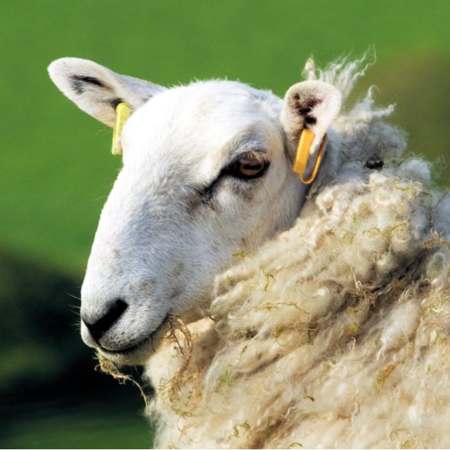 BLAD FLASKÖPPNARE (A photographic design of a cute sheep.)