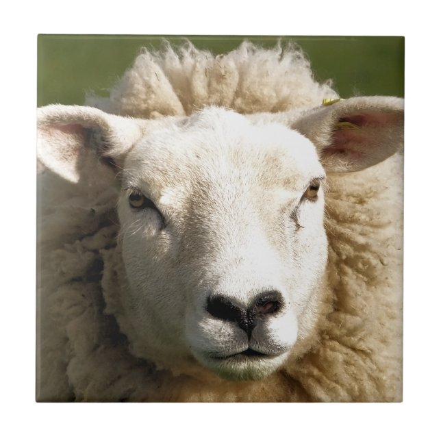 BLAD KAKELPLATTA (Framsidan)