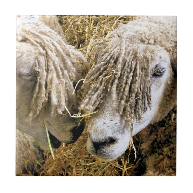 BLAD KAKELPLATTA (Framsidan)