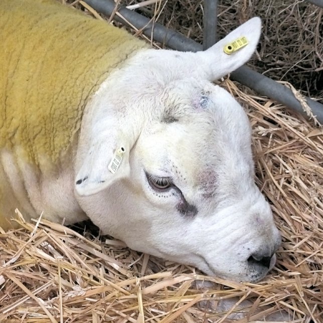 BLAD KAKELPLATTA (A photographic design of a beautiful Texel sheep.)