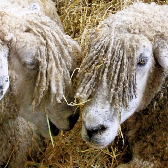 BLAD KUDDE (Two beautiful Cotswold sheep captured photographically in a funny moment talking to each other.)