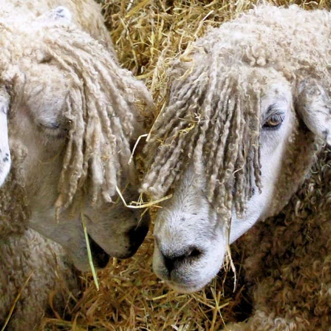 BLAD MUSMATTA (Two beautiful Cotswold sheep captured photographically in a funny and humorous moment.)