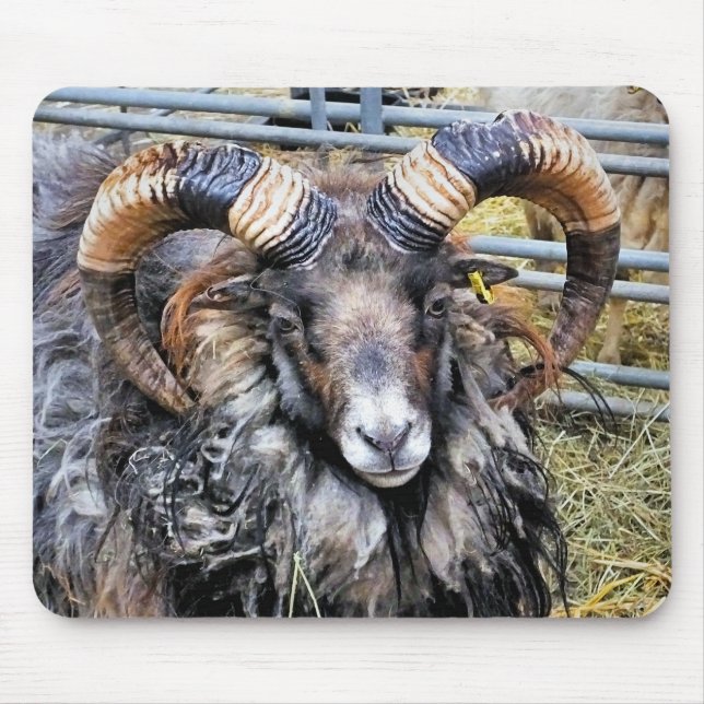 BLAD MUSMATTA (Framsidan)