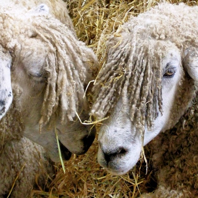 BLAD PINGISBOLL (Skapare uppladdad)