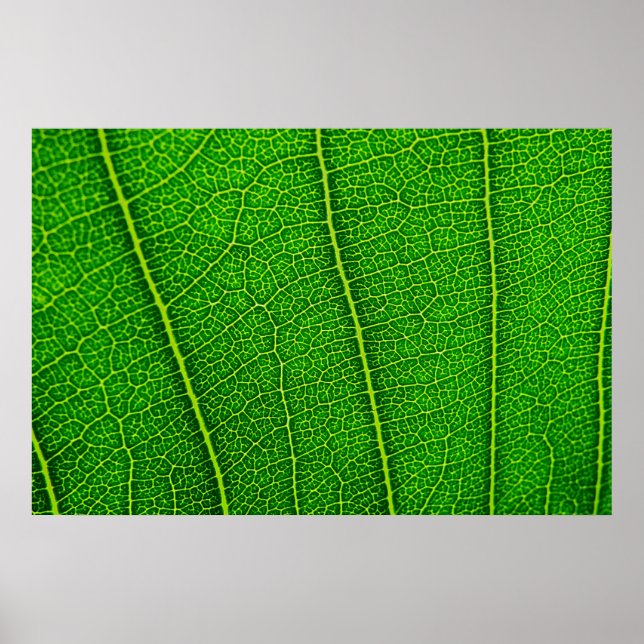Blad Poster (Framsidan)