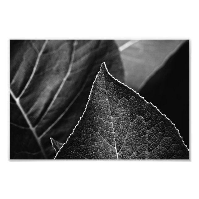 blad som är fototryck (Framsidan)