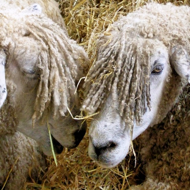 BLAD T SHIRT (Skapare uppladdad)